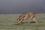 running Weimaraner