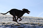 running Weimaraner