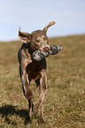 Weimaraner retrieves Dummy