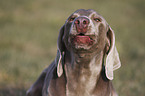 barking Weimaraner