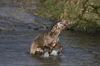 playing Weimaraner