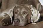 Weimaraner Portrait