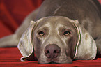 Weimaraner Portrait