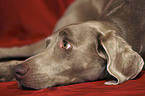 Weimaraner Portrait