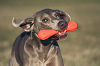 Weimaraner Portrait