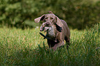 Weimaraner at rabbit hunting