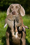 Weimaraner at rabbit hunting