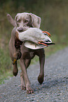 Weimaraner at duck hunting