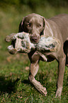 Weimaraner at rabbit hunting