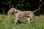 Weimaraner at rabbit hunting