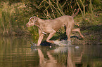 Weimaraner at hunting