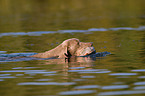 Weimaraner at duck hunting