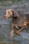 Weimaraner at hunting