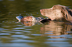 Weimaraner at duck hunting