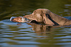 Weimaraner at duck hunting