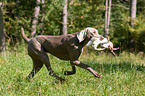 Weimaraner at rabbit hunting