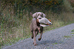 Weimaraner at duck hunting