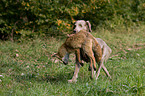 Weimaraner at fox hunting