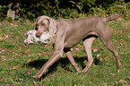 Weimaraner at rabbit hunting