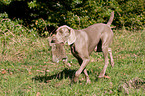 Weimaraner at rabbit hunting