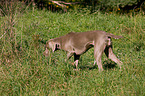 Weimaraner at hunting