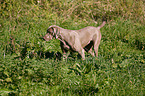 Weimaraner at hunting