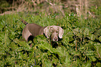 Weimaraner at hunting