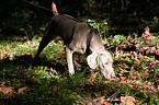 Weimaraner at hunting