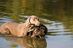 Weimaraner at duck hunting