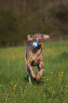 running Weimaraner