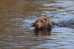 swimming Weimaraner