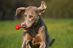 running Weimaraner