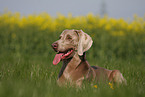 lying Weimaraner