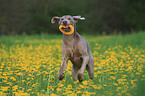 running Weimaraner