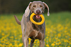 running Weimaraner