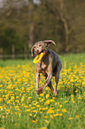 running Weimaraner