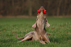 playing Weimaraner