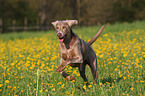 running Weimaraner