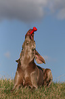 lying Weimaraner