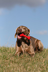 lying Weimaraner