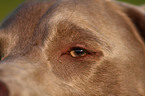 dogs eye