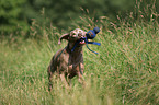 running Weimaraner