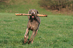 running Weimaraner