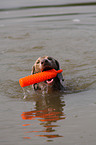 swimming Weimaraner