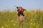 running Weimaraner