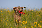 running Weimaraner