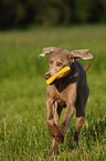 running Weimaraner