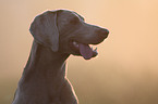 Weimaraner Portrait