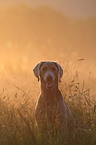 Weimaraner