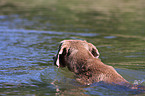 swimming Weimaraner